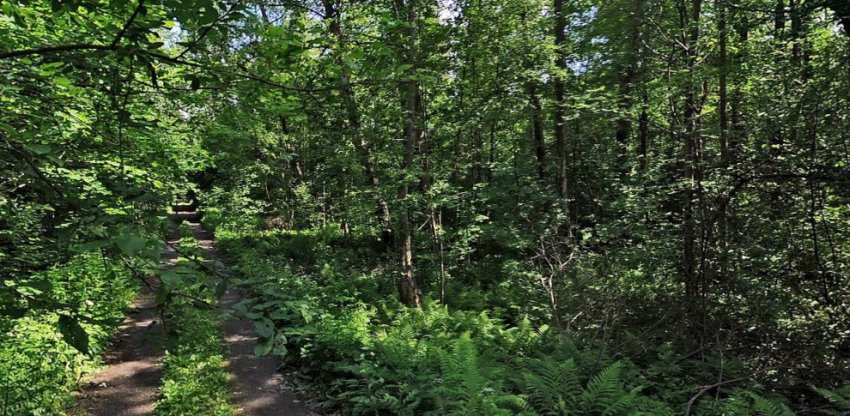 Лес в Зеленогорске отдан глухим под спортивно-оздоровительный комплекс - «Свежие новости строительства»