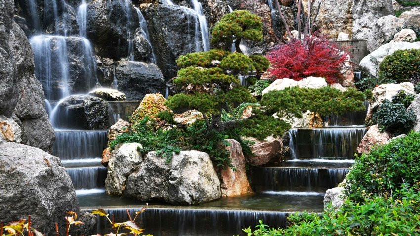 Флорист рассказала, какие цветы не выживут в квартире - «Недвижимость»